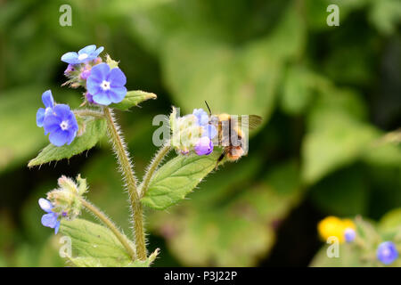 Ape su piccoli fiori blu Foto Stock