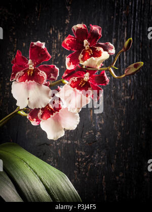 Legno nero con sfondo Orchid cambria Foto Stock