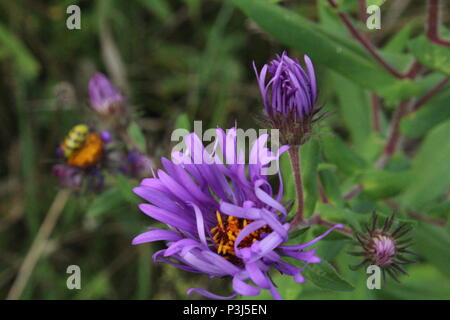 Questi sono alcuni dei fiori, insetti e animali selvatici trovati in Upstate New York. Foto Stock