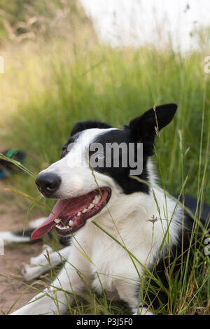 Border Collie in posa lungo erba verde Foto Stock