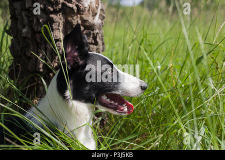 Bordo Collie Portrait.The Dog è adagiato in erba verde lunga Foto Stock