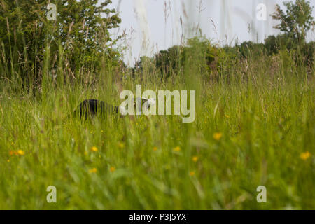 Border Collie inseguono butterflys in un prato di fiori Foto Stock