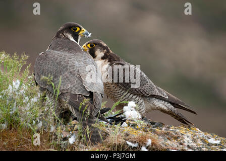 Falco pellegrino sulla roccia. Gli uccelli rapaci, giovane condividono la loro preda di una colomba, Falco peregrinus Foto Stock