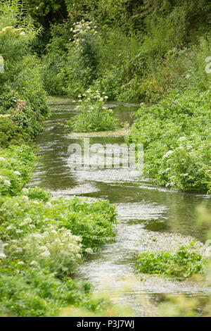 Acqua Shreen chalkstream sotto la piccola città di mera nel WILTSHIRE REGNO UNITO. Shreen acqua è un affluente del Dorset Stour river e unisce il Dorset S Foto Stock