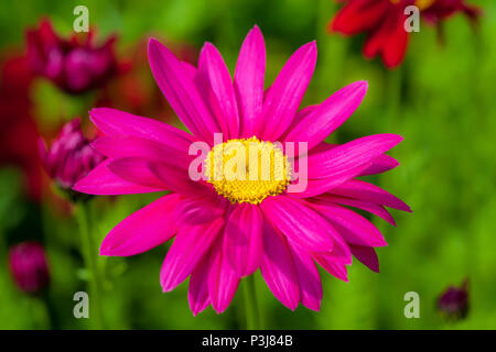 Dipinto di daisy nel giardino estivo. Foto Stock