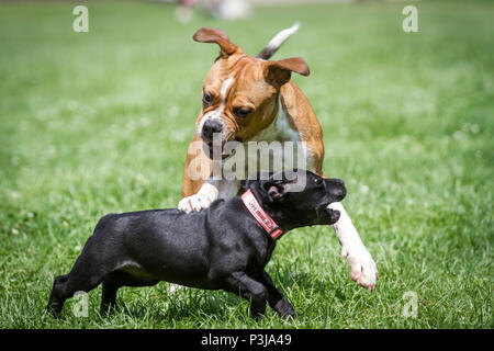 Leavitt Bulldog cucciolo e Staffordshire Bull Terrier cucciolo di giocare insieme Foto Stock