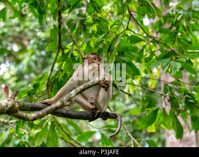 Lunga coda Macaque seduto in una struttura ad albero nella foresta pluviale malese Foto Stock