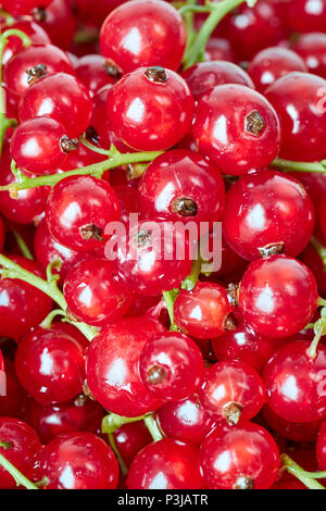 Close up foto di ripe juicy ribes rosso bacche, profondità di campo. Foto Stock