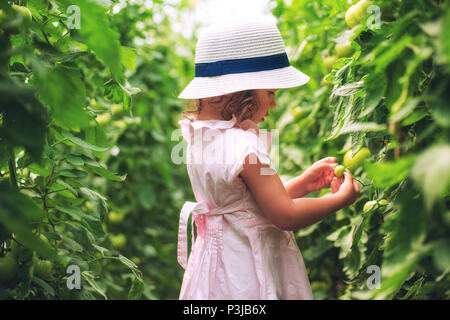 Carino bambina giardiniere organici raccolti i pomodori in casa verde. Orticoltura. Foto Stock