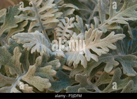 In prossimità dei bellissimi wooly foglie d'argento erba tossica. Foto Stock