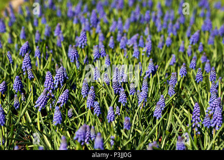 Ampia angolazione di un campo di Giacinto viola fiori in piena fioritura a Keukenhof un ben noto attrazione turistica nei Paesi Bassi Foto Stock