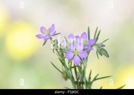 Sale sandspurry o minore del mare, spurrey Spergularia salina Foto Stock