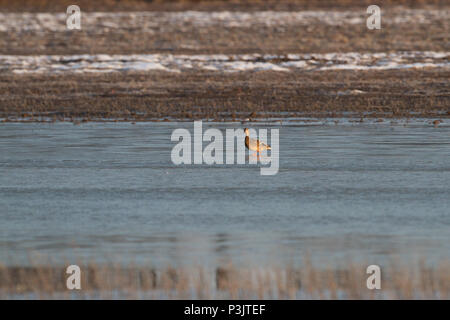 Un lone hen mallard su ghiaccio. Foto Stock