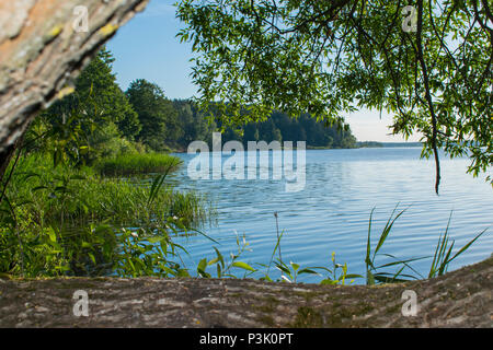 La foresta di pioggia della Bielorussia in una bella e soleggiata Foto Stock