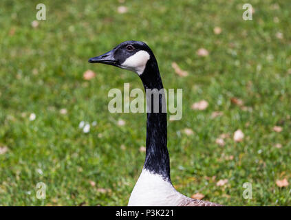 Artificiel lago di Kell Foto Stock