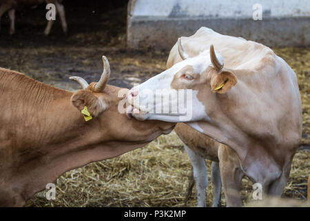 Free-range bovini (Bos primigenius taurus) Foto Stock