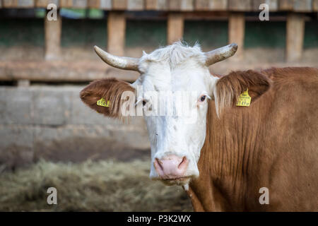 Free-range bovini (Bos primigenius taurus) Foto Stock