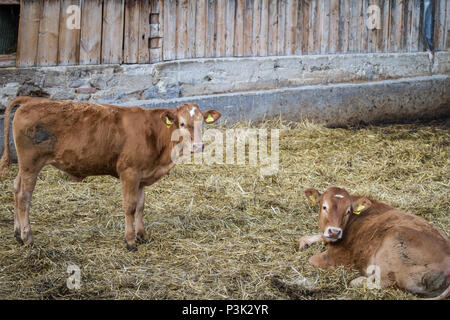 Free-range bovini giovani polpaccio (Bos primigenius taurus) Foto Stock