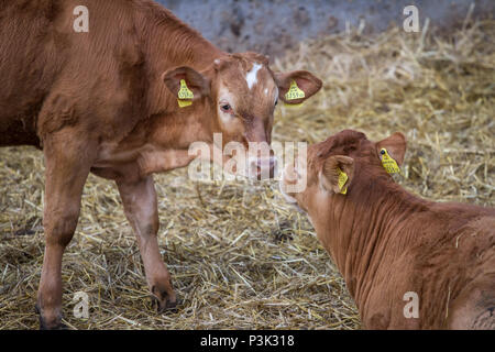 Free-range bovini giovani polpaccio (Bos primigenius taurus) Foto Stock