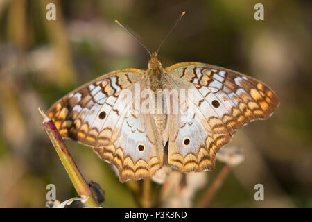 Butterfly, Pelican Island National Wildlife Refuge, Florida Foto Stock