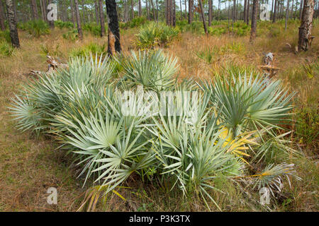 Saw palmetto, San Sebastian preservare River State Park, Florida Foto Stock