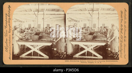. Macellazione di salmone, interno di un stabilimento di inscatolamento, Astoria, Oregon, U.S.A. Copertura: 1867-1920?. Fonte impronta: 1867-1920?. Elemento digitale pubblicata 6-30-2005; aggiornato 2-13-2009. 50 Macellazione salmone, interno di un stabilimento di inscatolamento, Astoria, Oregon, USA, di Keystone View Company Foto Stock
