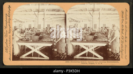 50 Macellazione salmone, interno di un stabilimento di inscatolamento, Astoria, Oregon, USA, di Keystone View Company Foto Stock