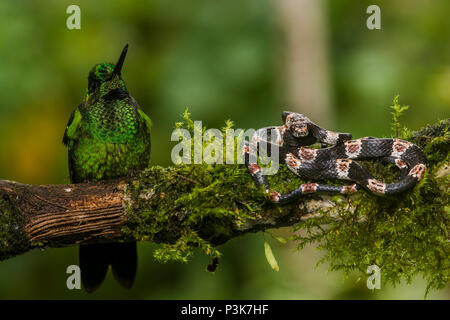 Un verde-incoronato brillante (Heliodoxa jacula) siede accanto al recentemente scoperto bob ridgely del mangiatore di lumaca (Dipsas bobridgelyi) nel sud Ecuador. Foto Stock