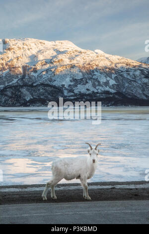 Giovane capra pecore attraversando la strada in Yukon Canada Foto Stock