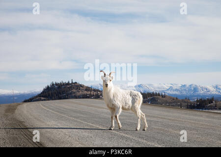 Giovane capra pecore attraversando la strada in Yukon Canada Foto Stock