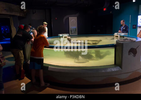 North Carolina Aquarium Isola Roanoke Manteo Foto Stock