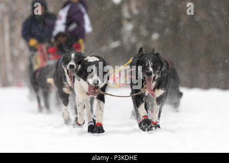 Le foto scattate durante il sentiero Iditarod Sled Dog Race nelle vicinanze Anchorage in Alaska Foto Stock