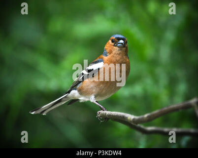 Fringuello Foto Stock