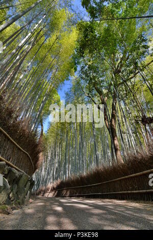 Scanalatura di bambù in Sagano. Arashiyama. Il protocollo di Kyoto. Giappone Foto Stock