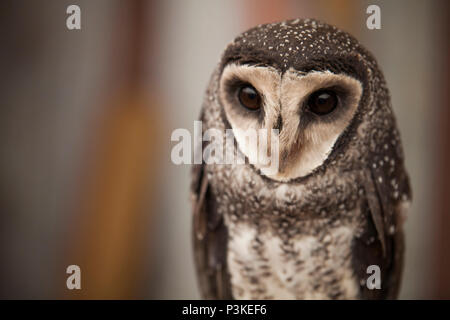 Maggiore fuligginosa civetta (Tyto tenebricosa) Foto Stock