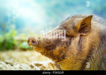 Il Vietnam in suini del campo verde Foto Stock