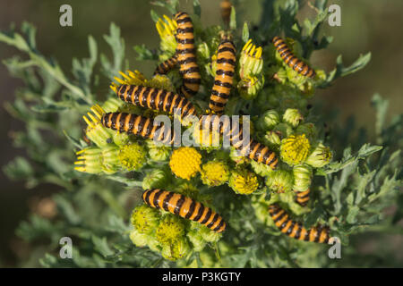 Il giallo e il nero a strisce rosso cinabro moth bruchi (Tyria jacobaeae) alimentazione su erba tossica nel Surrey, Regno Unito Foto Stock