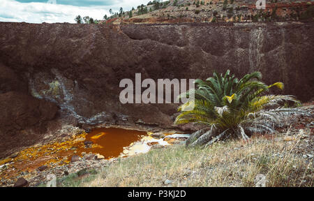 Palm tree sulla collina in corrispondenza del bordo del fiume rosso con il grande muro nero lo sfondo in Zarandas, Spagna Foto Stock