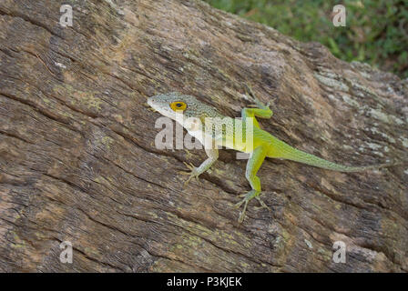 Antiguan anoli (Anolis leachii) in Bermuda Foto Stock