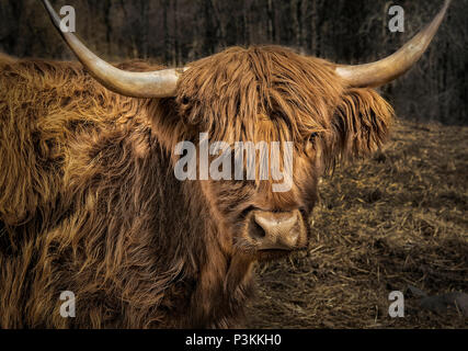 Highland scozzesi bovini Foto Stock