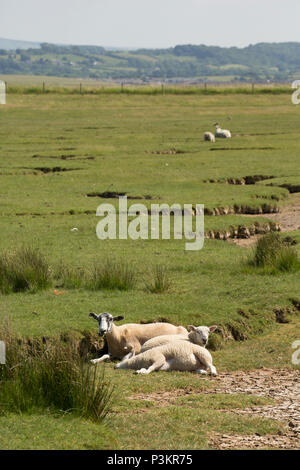 Le pecore e gli agnelli in una calda giornata sulle barene sul bordo della baia di Morecambe situata vicino a Silverdale England Regno Unito GB. Morecambe Bay è una delle diverse aree aro Foto Stock