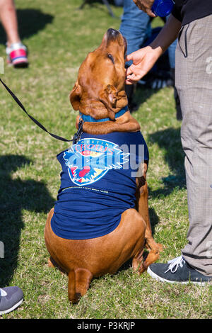 Austin, Texas/USA - Ottobre 20, 2013: Gli Stati Uniti Australian Football League campionato nazionale. Un cane indossa una Austin Crows jersey. Foto Stock