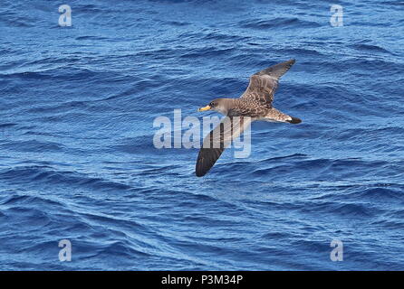 La Berta Maggiore (Calonectris borealis) adulto in volo, fesa Isole Canarie, Oceano Atlantico possono Foto Stock