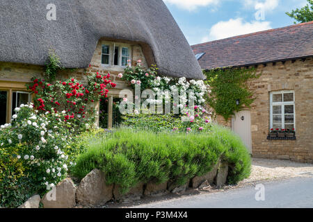 Cottage con tetto in paglia e rose rampicanti nel villaggio di Bledington, Gloucestershire, Inghilterra Foto Stock