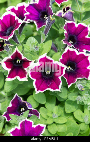 La Petunia Cascadia Rim fiori di magenta in una cesta appesa. Regno Unito Foto Stock