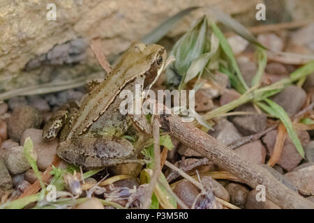 Una rana comune (UK) in un giardino. Foto Stock