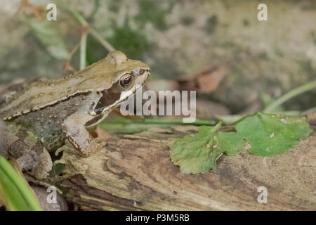 Una rana comune (UK) in un giardino. Foto Stock