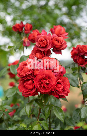 Rosa "cioccolata calda' / Wekpaltlez. Floribunda rose. Regno Unito Foto Stock