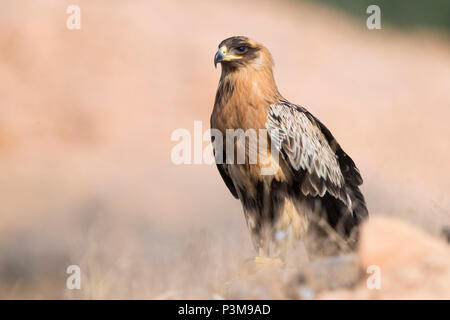 Maggiore maculato (Aquila clanga clanga), 'fulvescens' variazione sstanding giovanile sul terreno Foto Stock