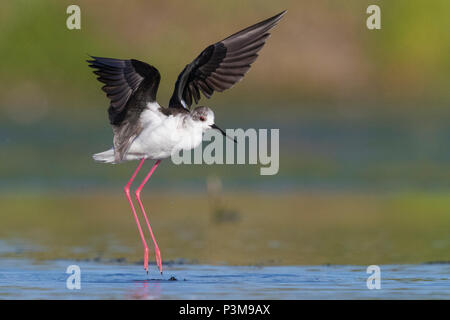 Black-winged Stilt (Himantopus himantopus), Adulto tenendo fuori dall'acqua Foto Stock